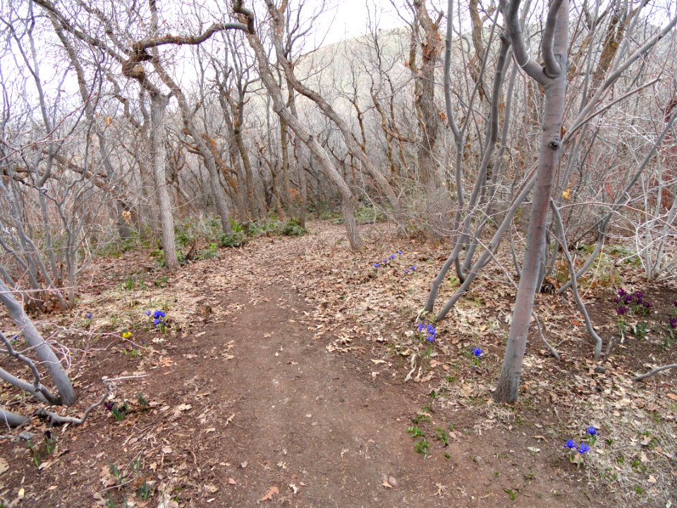 March vista - Red Butte Garden and Arboretum - DSC07488