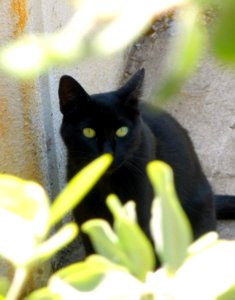 Marbella - gato