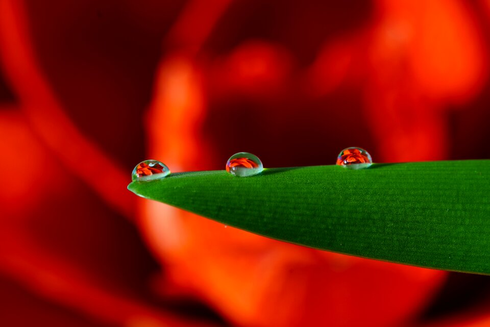 Drip mirroring flower drops