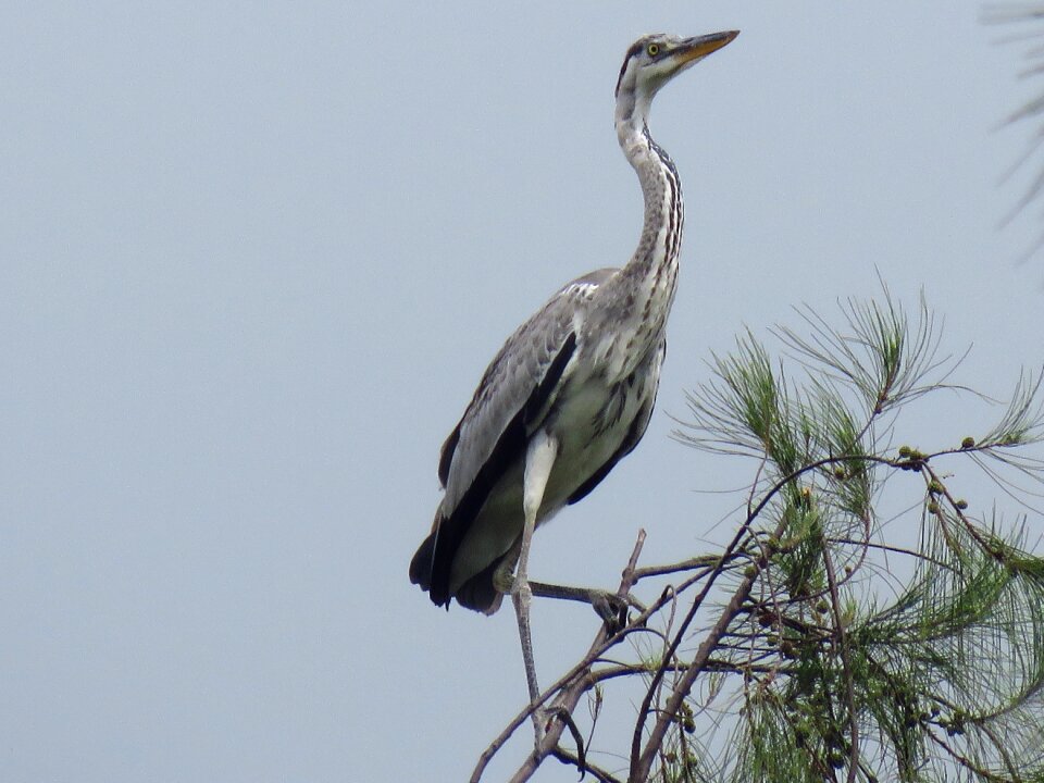 Grey heron bird nature