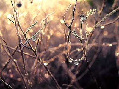 Wet drop of rain nature