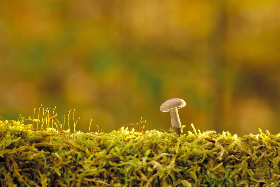 Nature forest moss