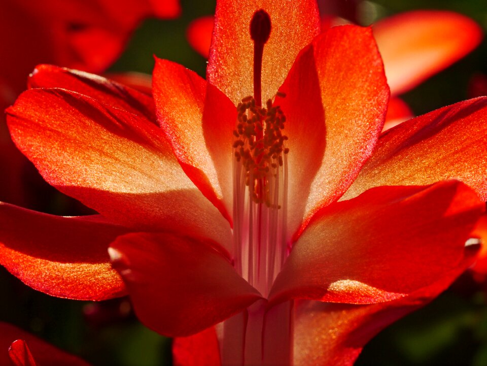 Bloom backlighting sun