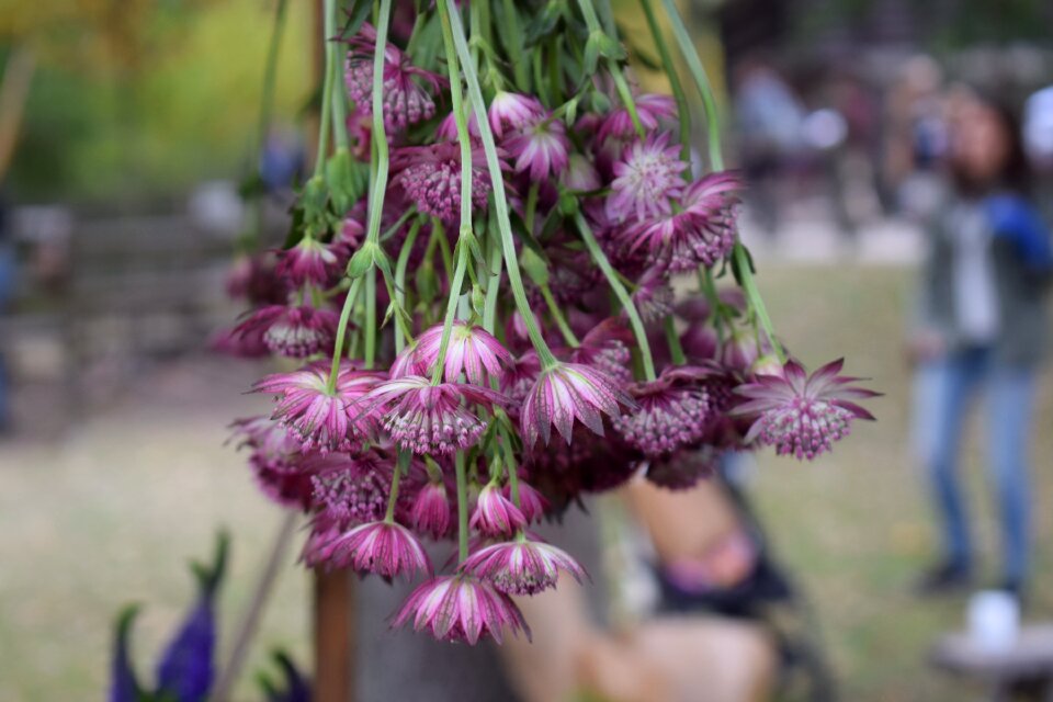 Plant garden nature