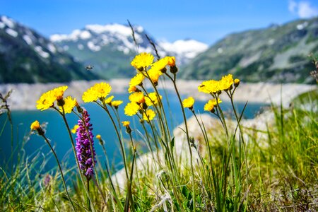 Yellow flowers herbs meadow