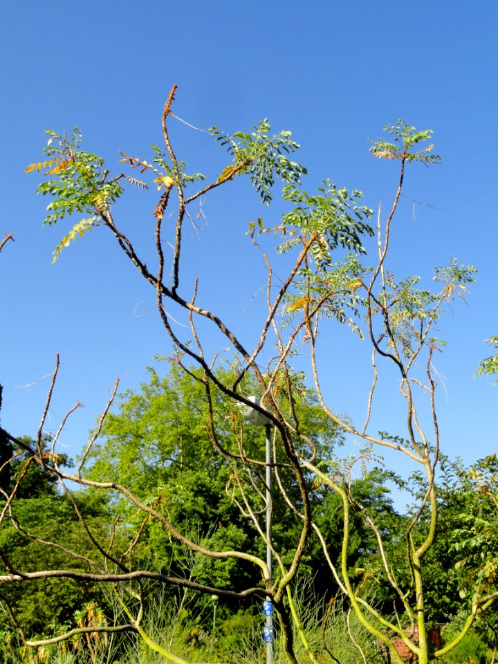 Marcetella moquiniana - Botanischer Garten, Frankfurt am Main - DSC02397