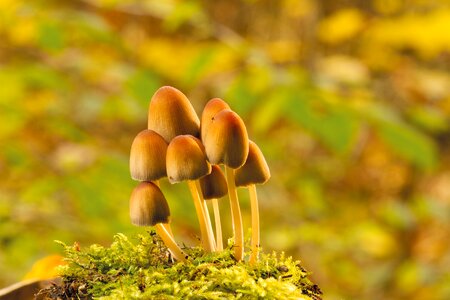 Tree fungus moss forest