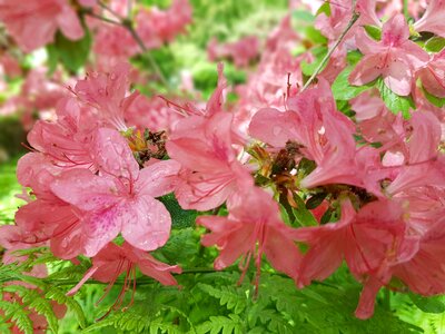 Azaleas spring rhododendron