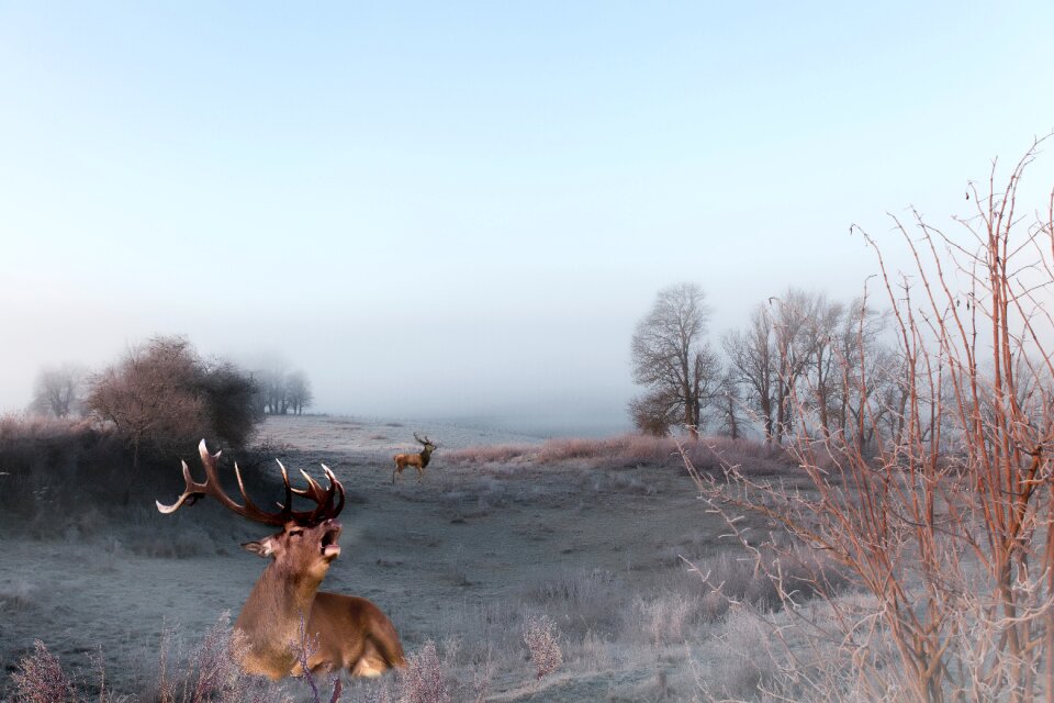 Deer wild animal landscape