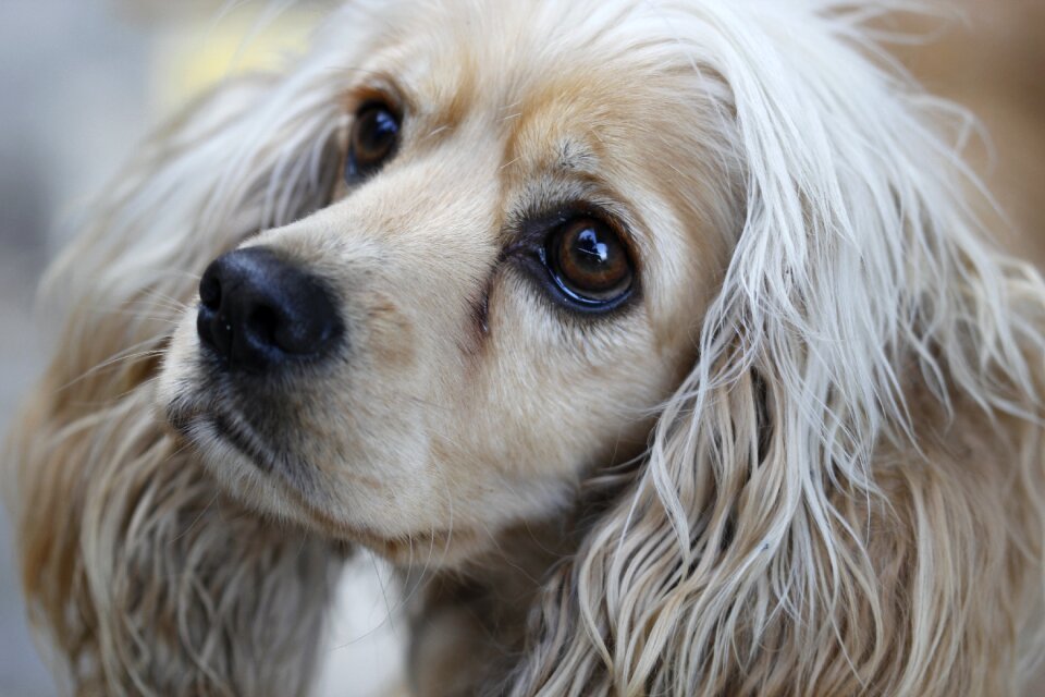 Dog animal close