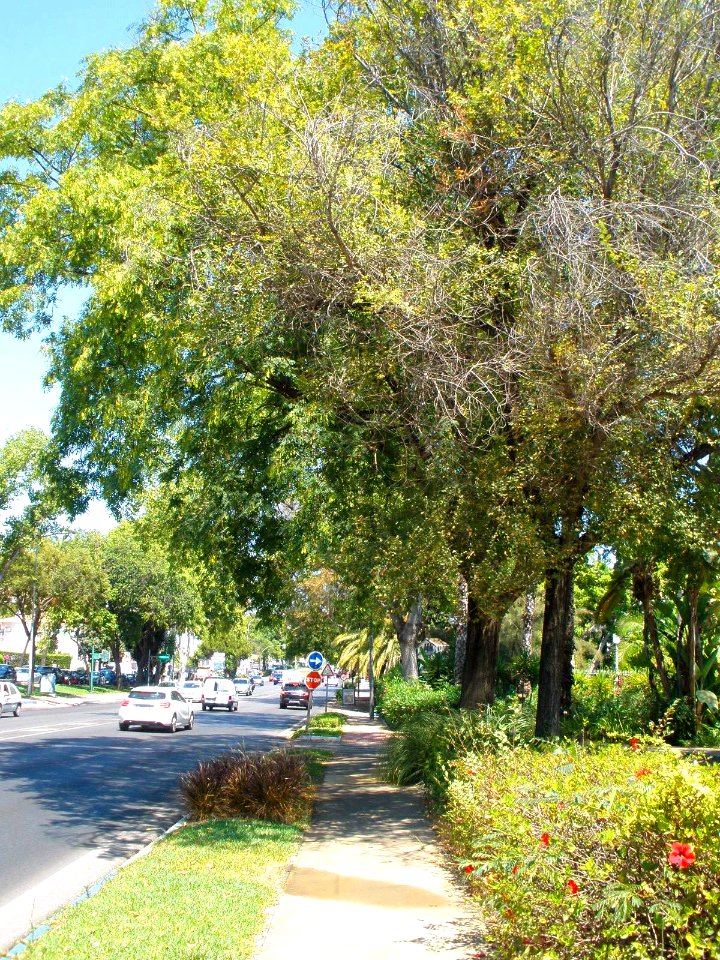 Marbella - Milla de Oro 06