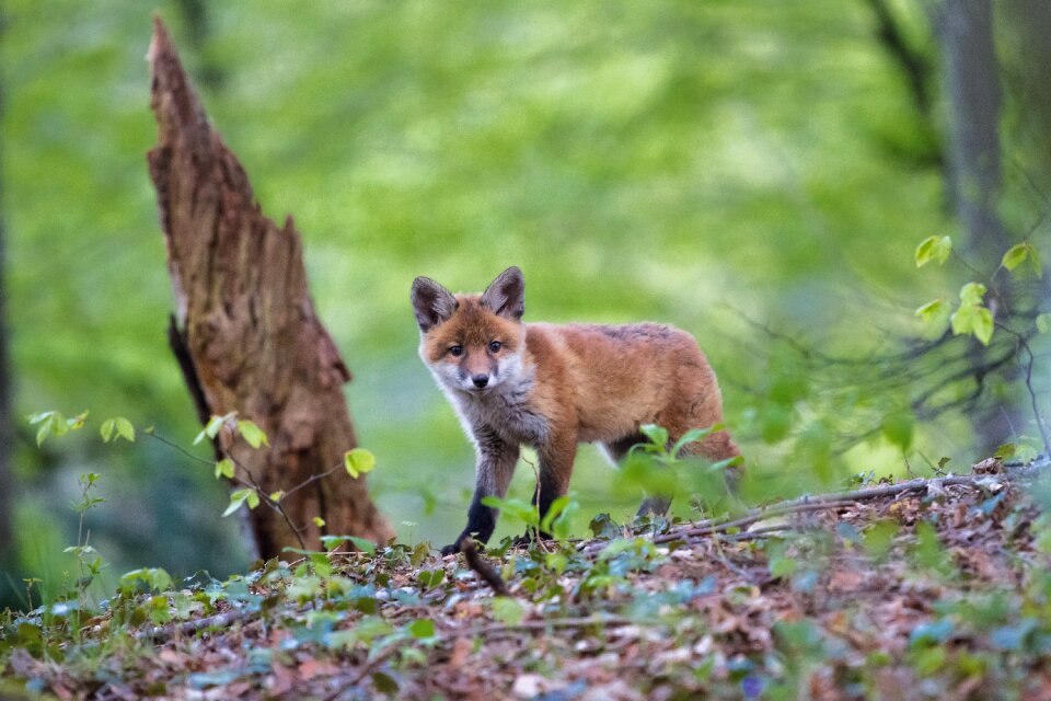 Wild nature curious