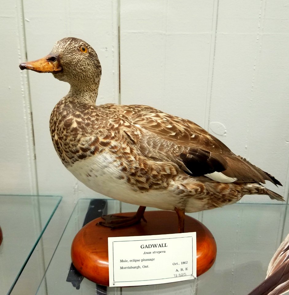 Mareca strepera (Anas strepera) - Pember Library and Museum - Granville, New York - 20180224 143039