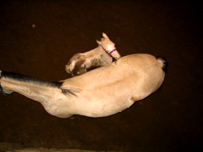 Mare and colt from directly above