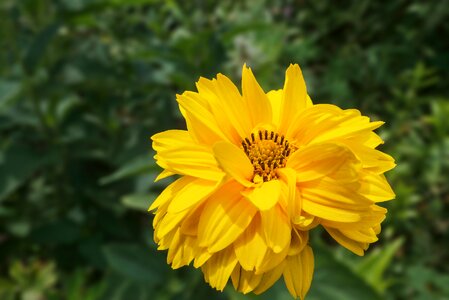 Yellow blossom bloom