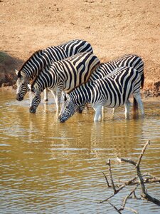 South africa drinking watering hole