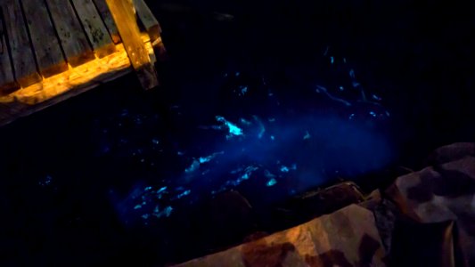 Mareel - Bioluminescence in Norra Grundsund harbor 2