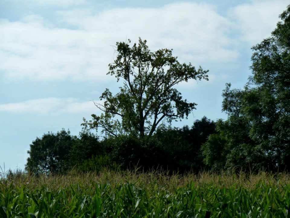 Marcinelle-Tumulus de Marcinelle (2)
