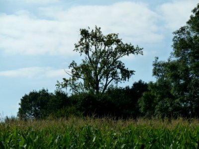 Marcinelle-Tumulus de Marcinelle (2)