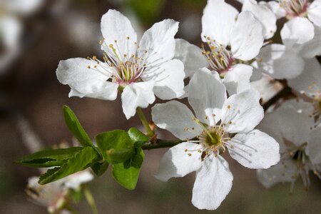 White prunus domestica subsp syriaca