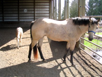 Mare and colt with colt walking away
