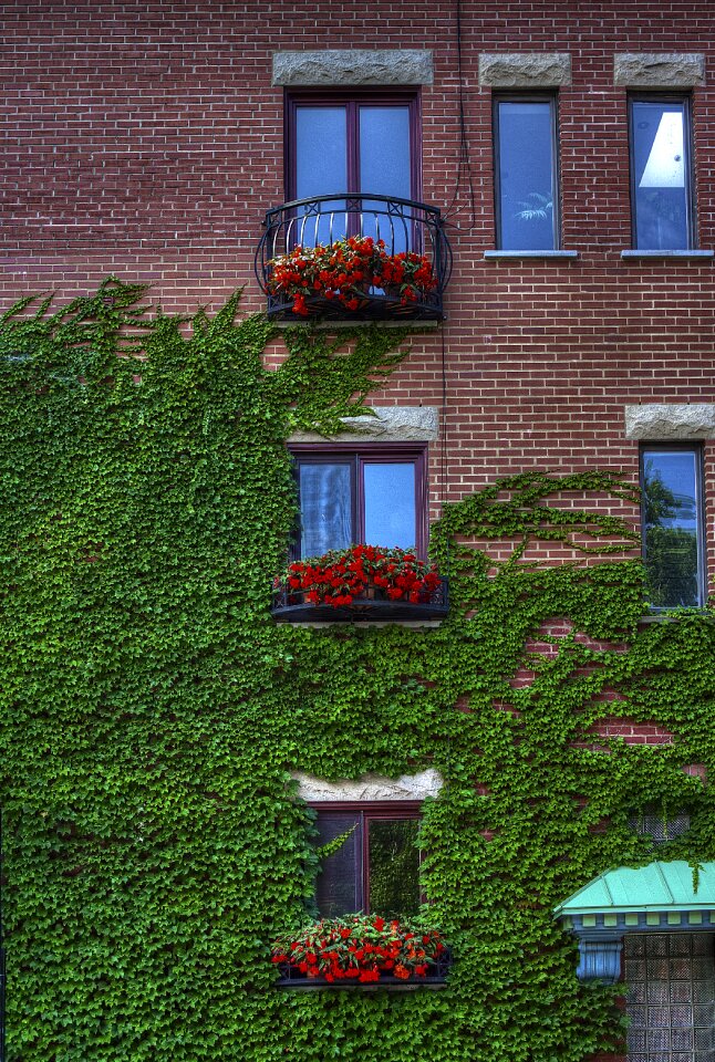 Red bricks vine windows