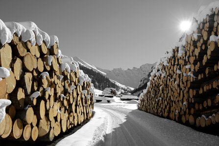 Nature sun winter