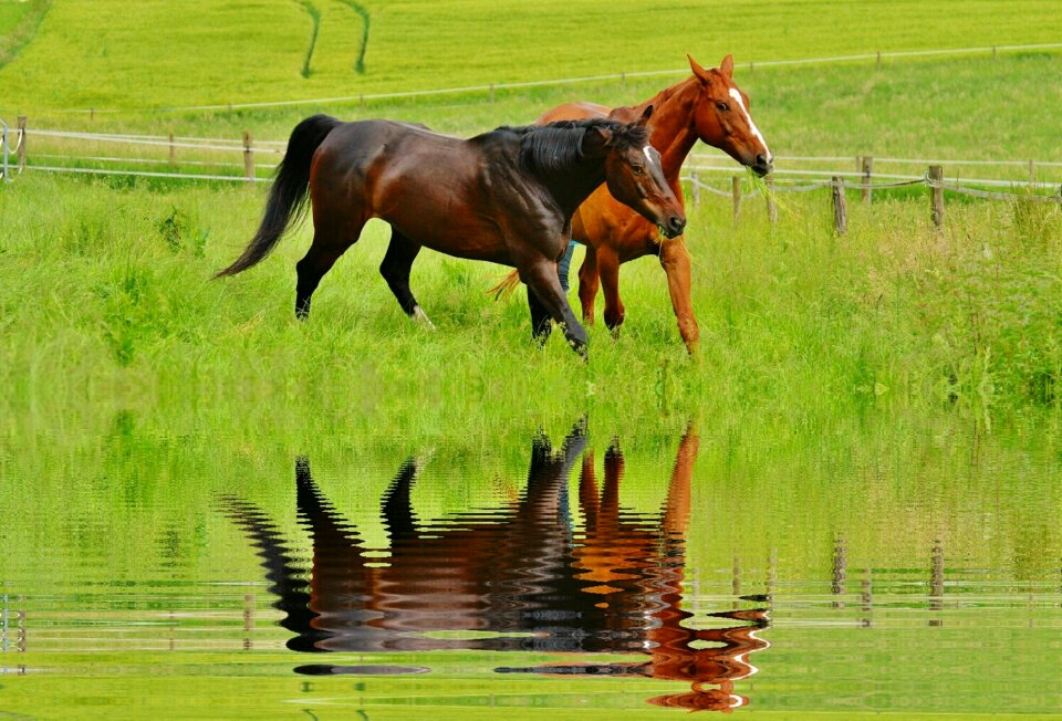 Mirroring stallion eat