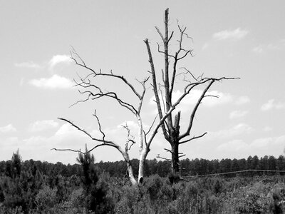 Alone dead gray alone