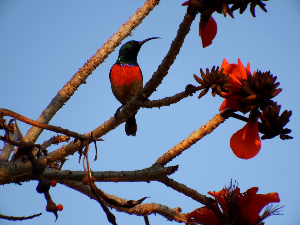 South africa nature bloom