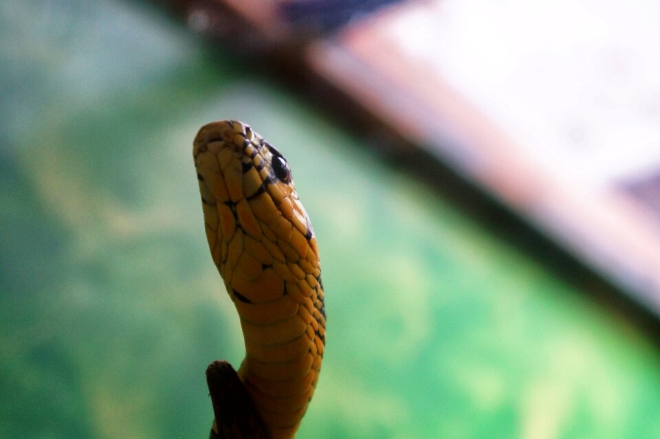Animals you repitles scales