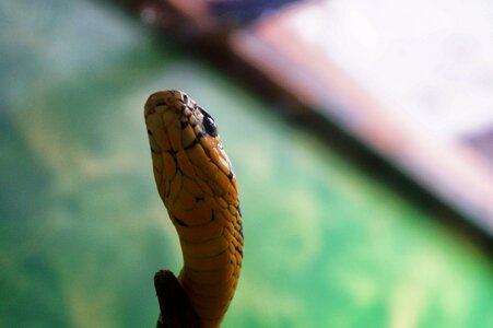 Animals you repitles scales