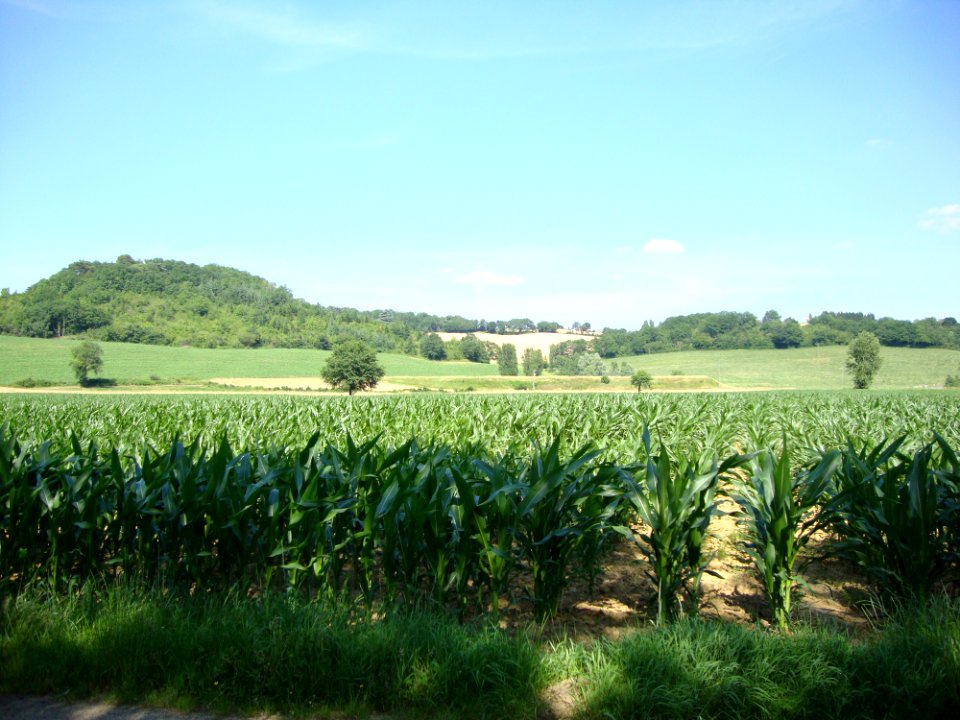 Marciac (Gers, Fr) paysage avec champ de maís