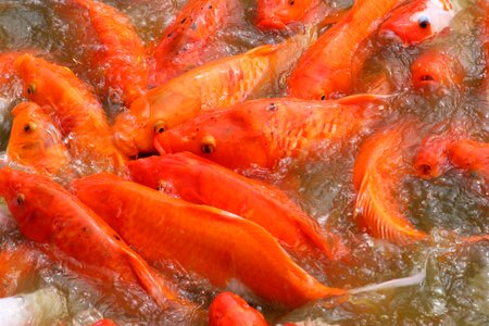 Carp orange orange nature