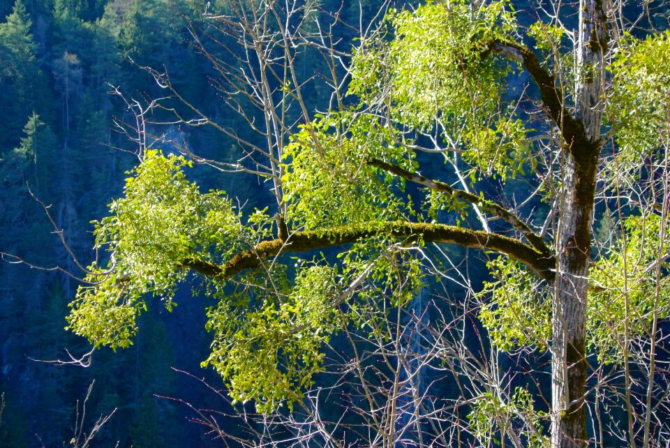 Spring forest in the pitztal valley mistletoe