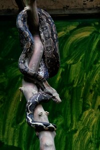 Herpetology wild zoo