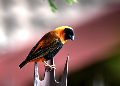 Bird garden nature