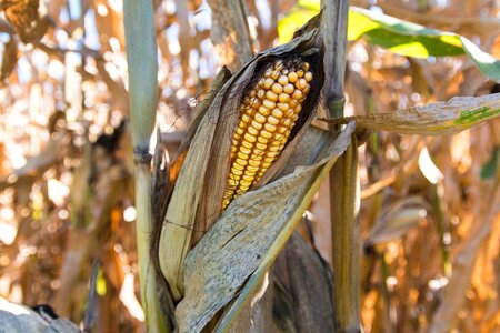 Corn field farm photo