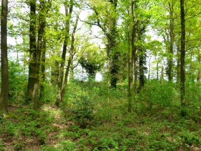 Maria-Hoop-Motte Bollenberg (5)
