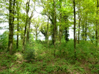Maria-Hoop-Motte Bollenberg (7)