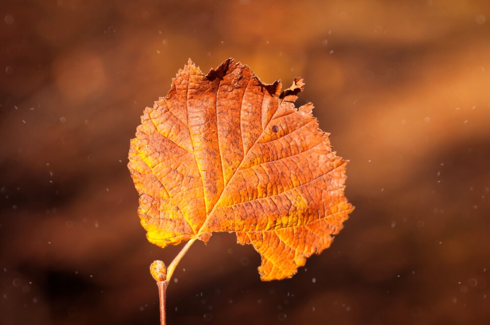 Close up leaves leaf foliage