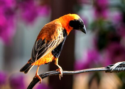 Bird garden nature