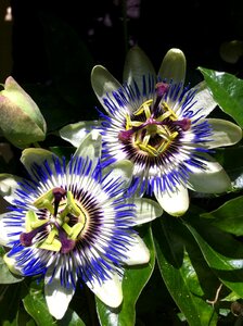 Green spring stamens