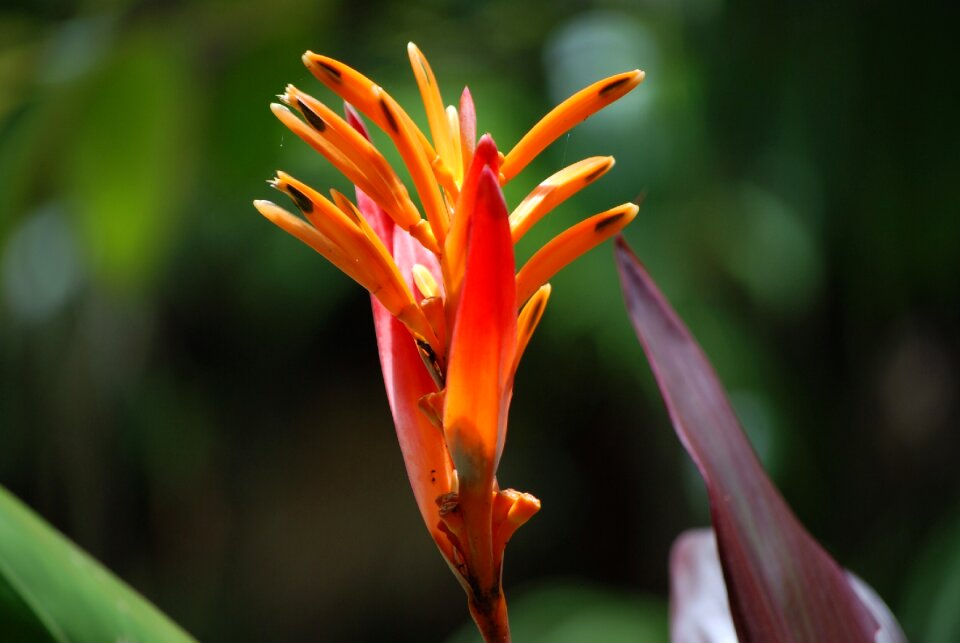 African exotic orange