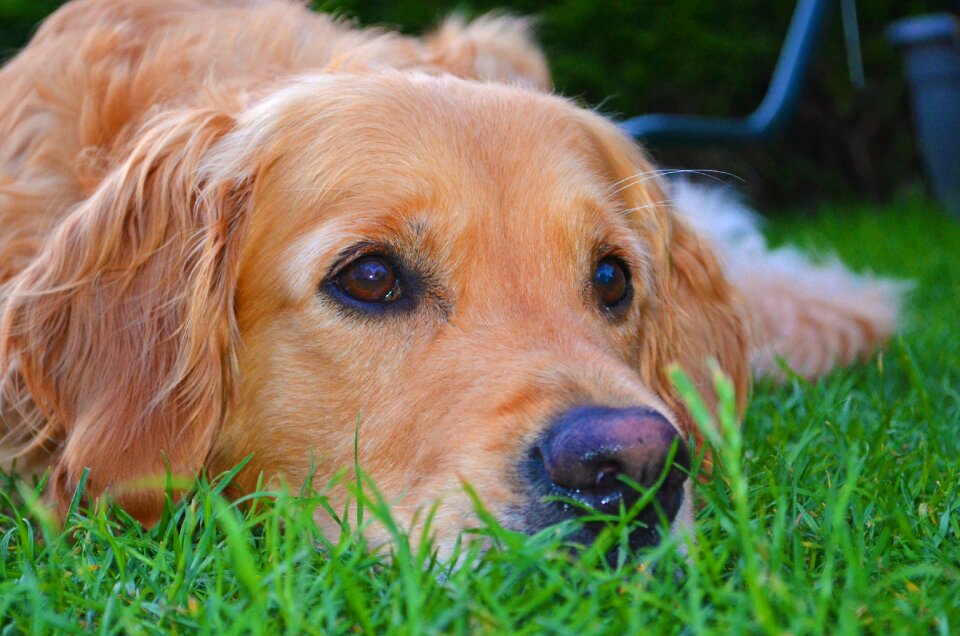 Pet animal portrait relaxation