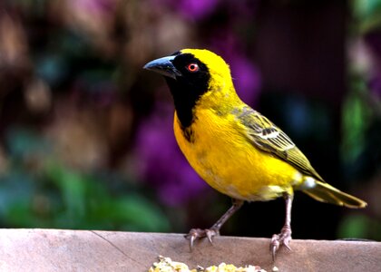 Bird garden nature