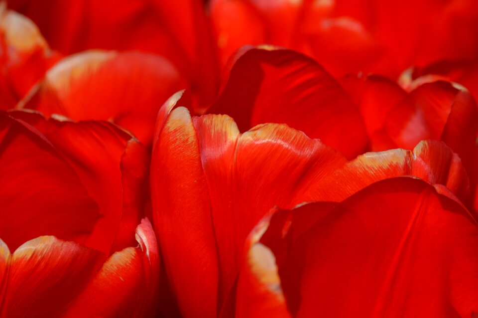 Northwest washington flower