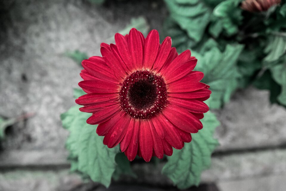 Spring colorful flower