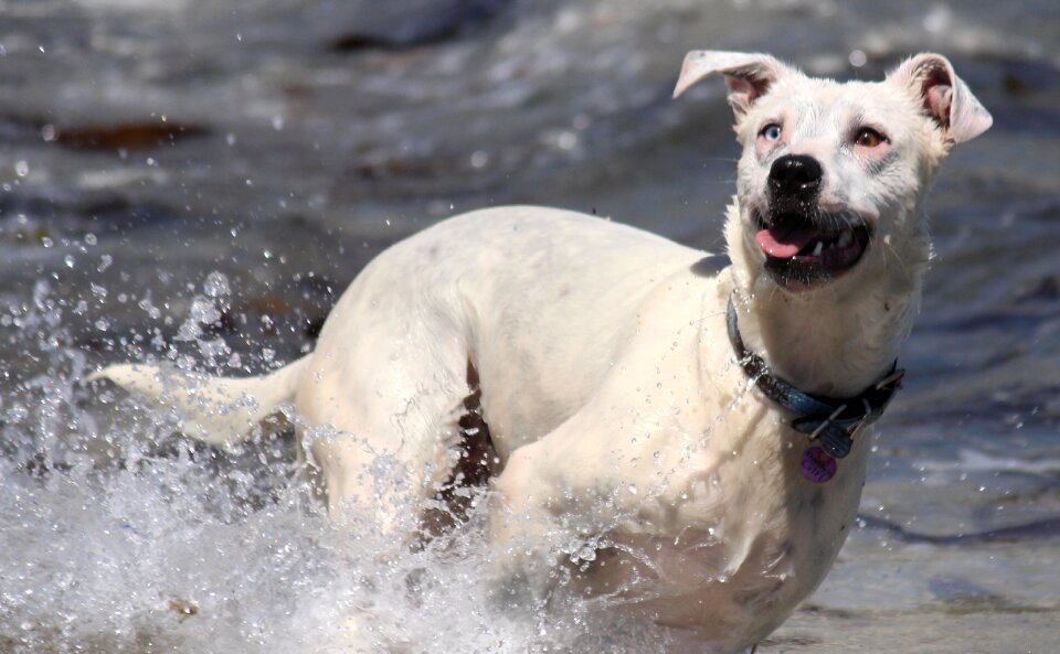 Fun race water photo