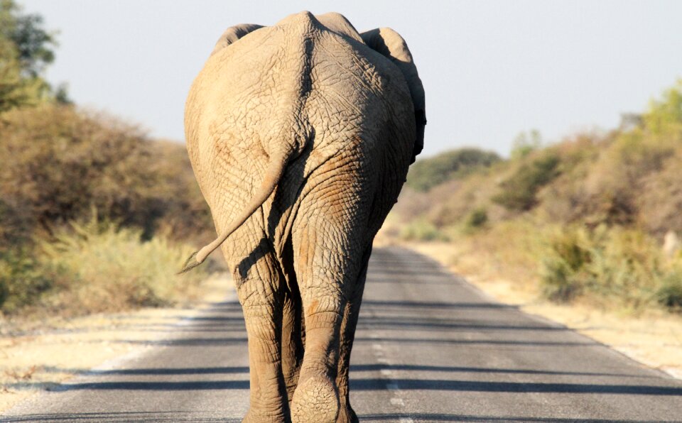 Elephant etosha road